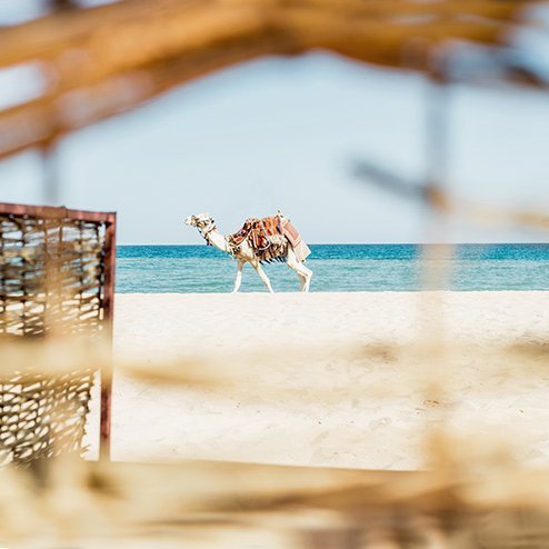 Kamel an einem Strand in Ägypten.