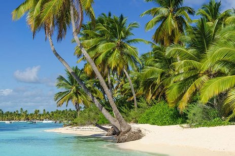 Sonniger Strand in der Karibik, umgeben von Palmen und ruhigem, azurblauem Meer.