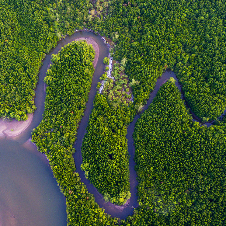 Une vue aérienne d'une rivière qui coule à travers une forêt dense, entourée d'une verdure luxuriante.