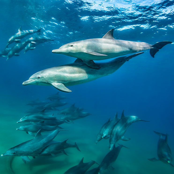 Eine Gruppe von Delfinen schwimmt fröhlich im Ozean.