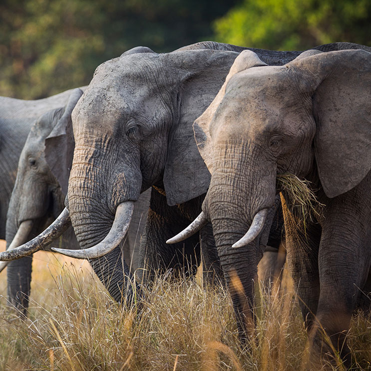 Des éléphants dans la nature, majestueux et paisibles, parcourent le paysage sous un ciel bleu éclatant.